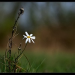 ...moderná...vypočítavá...