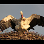 ...čapí námluvy...