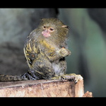 nedám,sám mám málo...