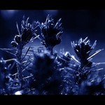 noční jehličí ...