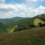 Bezovec