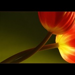 ...tulispojenia...