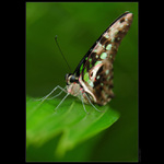 Graphium Agamemnon