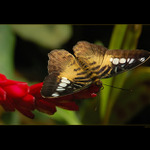 Parthenos sylvia