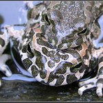 ropuší namlouvání