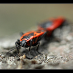 Kam mě to táhneš?