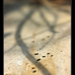 stíny nad červotočí kolonií