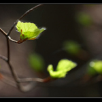 na počátku sezóny