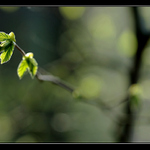 na počátku sezóny