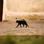 Jak jastericka fotila jastericku