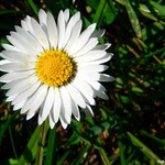 Kráska? Sedmikráska :o)