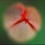 __Mlsný jazýček pana Tulipána__