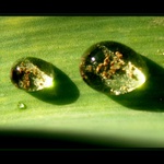 v odpoledním slunci......