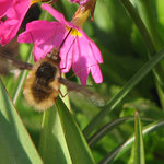 hmyzák kolibříkový II