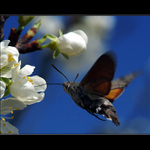 ...dlouhozobka svízelová...