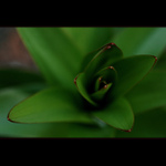 ***LILIOVÁ***