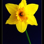April Flower