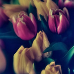 Tulips.