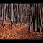 ...cestou necestou...