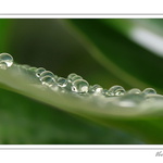 ***Zelená touha II***