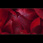 sAsAnKa - resp. kousicek