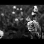 Sedmikráska - Probouzení