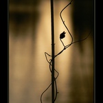 *tanec za svitu měsíce*