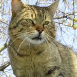 Máša - válečník