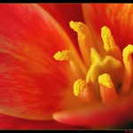 Tulipán