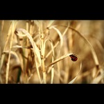 život v tráve II...