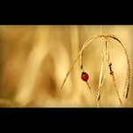 život v tráve IV...