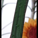 kvapky....a slnečnica