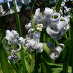 malý život .....v bielom!