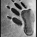 ..aj v plyši môžu byť stopy..!