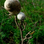 ...v jednom lese rastu na stromoch slimaciky...