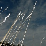 ...a toto je na luke pri lese...