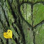 ...srdiecka prirodne...nie je to nainstalovane...