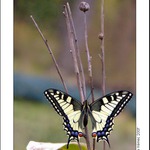 Papilio Machaon