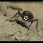 Tváří v tvář smrti