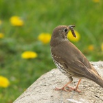 Uhni, nesu mladým snídaní.