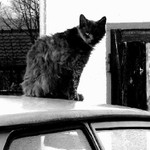 ..když kočka kulí očka..