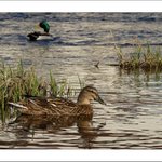 Spěchej ,čekám! ....