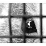 Jak to vidí králíci