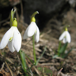 Snezienky pod Borisovom