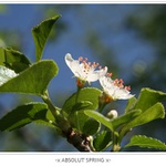 -x ABSOLUT SPRING x-