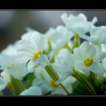 Petrova sada klíčů