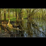 Příroda kolem Dyje