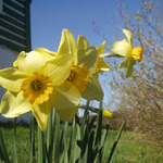 Narcisy