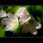 :-)    kytíííí    :-)