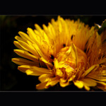 ...žluté snění...